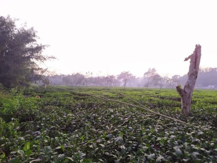 Cinnamora Tea Estate-1